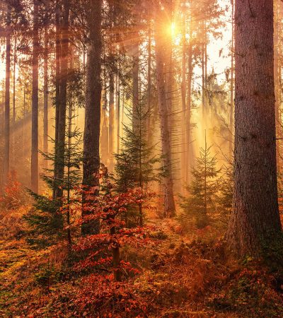 forest2
