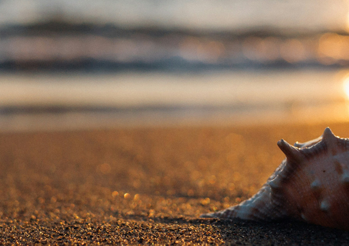 shell2